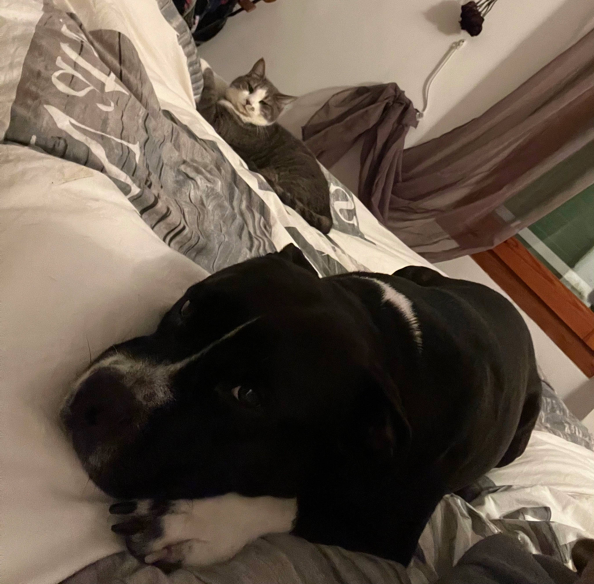 Buzz participe au concours pour gagner de l'argent avec cette photo : bed, bed_sheet, bedding, bedroom, carnivore, cat, comfort, companion_dog, dog, dog_breed, fur, grey, linens, monochrome, monochrome_photography, room, textile, tints_and_shades, wood, working_animal