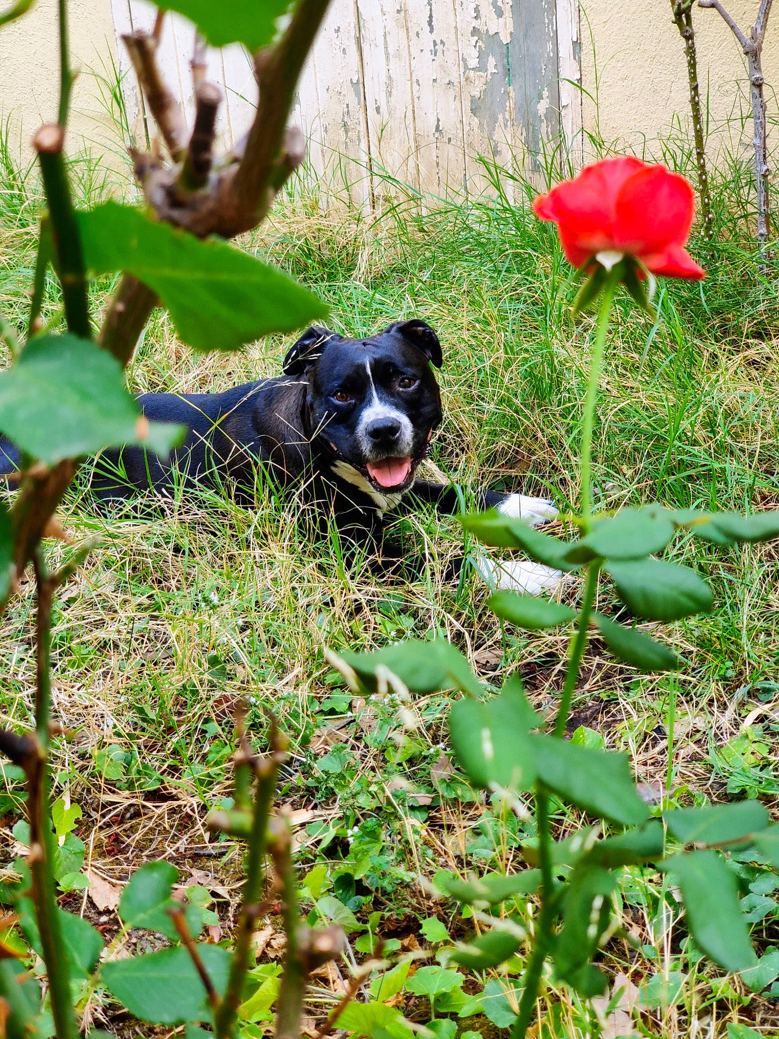 Buzz a rejoint le concours — aidez-le/la à gagner de superbes lots ! annual_plant, canidae, carmine, carnivore, companion_dog, dog, dog_breed, flower, flowering_plant, grass, grassland, groundcover, herbaceous_plant, petal, plant, rose, rose_family, shrub, sporting_group, terrestrial_plant