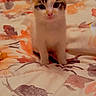 adorable, animal, bed, blanket, cat, curious, cute, domestic, ears, floral_pattern, fur, indoor, kitten, looking, mammal, pet, sitting, small, whiskers, young