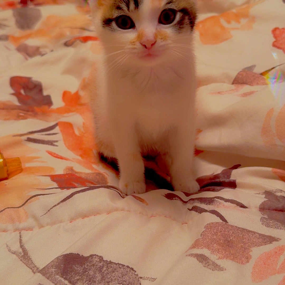 Tangie joined the competition — help win amazing prizes! adorable, animal, bed, blanket, cat, curious, cute, domestic, ears, floral_pattern, fur, indoor, kitten, looking, mammal, pet, sitting, small, whiskers, young