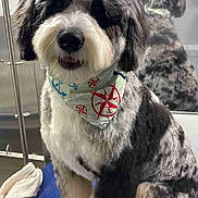 Benji joined the competition — help win amazing prizes! animal, bandana, black_and_white_fur, blue_mat, calm, companion, cute, dog, domestic_animal, fluffy, fresh_trim, fur, furry, grooming, indoor, mirror, pet, portrait, reflection, sitting