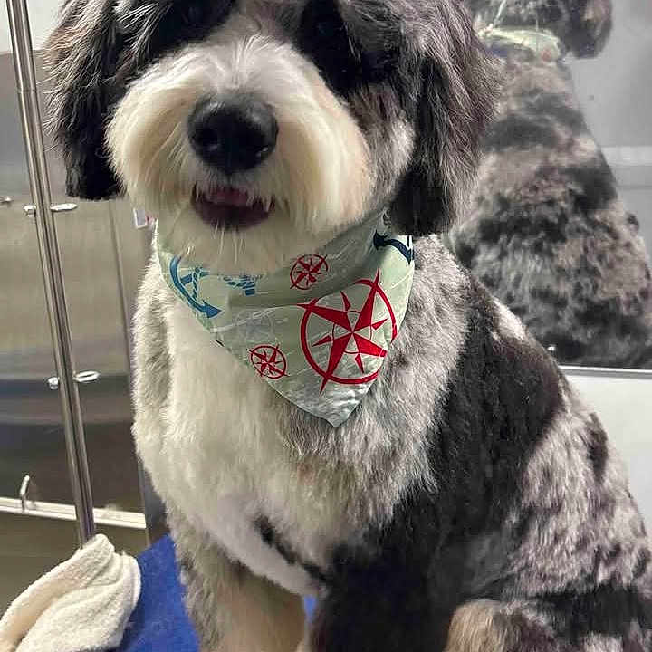 Benji