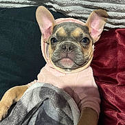 Bluey joined the competition — help win amazing prizes! french_bulldog, puppy, dog, hoodie, blanket, couch, ear, pet, cute, snuggle, cozy, indoor, fur, animal, portrait, relax, soft, pink, brown, face