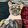 french_bulldog, puppy, dog, hoodie, blanket, couch, ear, pet, cute, snuggle, cozy, indoor, fur, animal, portrait, relax, soft, pink, brown, face