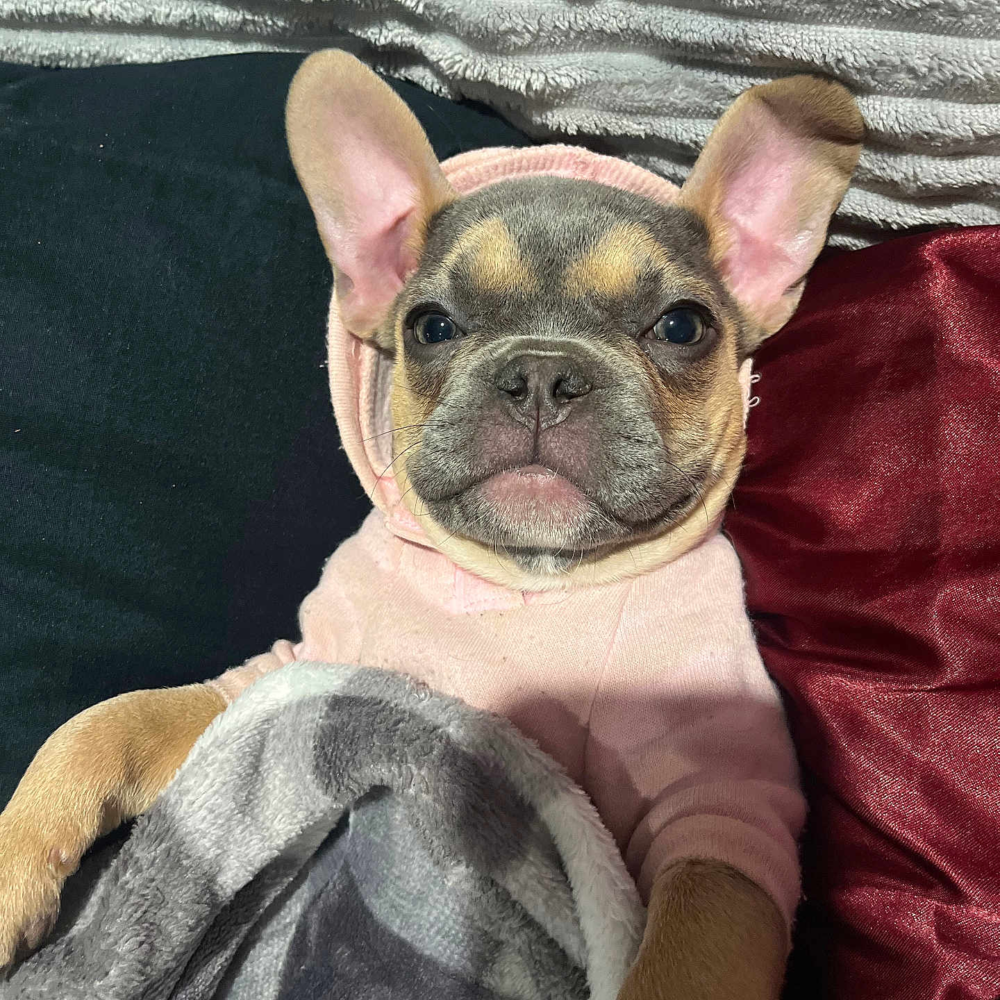 Bluey joined the competition — help win amazing prizes! french_bulldog, puppy, dog, hoodie, blanket, couch, ear, pet, cute, snuggle, cozy, indoor, fur, animal, portrait, relax, soft, pink, brown, face