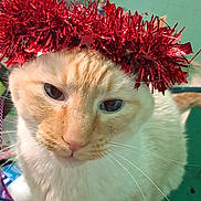 Flame joined the competition — help win amazing prizes! adorable, animal, cat, christmas, closeup, cream, cute, decoration, expression, face, feline, festive, fur, holiday, indoor, indoor_lighting, orange, pet, red_tinsel, whiskers