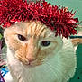 adorable, animal, cat, christmas, closeup, cream, cute, decoration, expression, face, feline, festive, fur, holiday, indoor, indoor_lighting, orange, pet, red_tinsel, whiskers