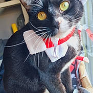 Simba participe au concours pour gagner de l'argent avec cette photo : abyssinian, animal, blackcat, blanket, cat, clothing, hat, homedecor, indoors, kitten, laundry, linen, manx, person, pet, plush, shelf, siamese, towel, toy