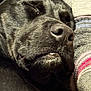 Scoob is registered to the contest to win money with this photo: animal, black_dog, close_up, companion, cozy, cute, dog, fur, indoors, knitted_fabric, nose, peaceful, pet, relaxed, resting, sleeping, snout, texture, warm, whiskers