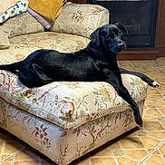Scoob joined the competition — help win amazing prizes! animal, black_dog, canine, companion, couch, cushion, dog, fireplace, floral_pattern, furniture, home, household, indoors, living_room, looking_at_camera, mammal, pet, relaxed, resting, tile_floor