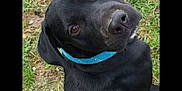 Scoob is registered to the contest to win money with this photo: animal, black_dog, blue_collar, canine, close_up, companion, curious, dog, domestic_animal, friendly, fur, grass, head_tilt, looking_up, mammal, nature, outdoor, pet, playful, portrait