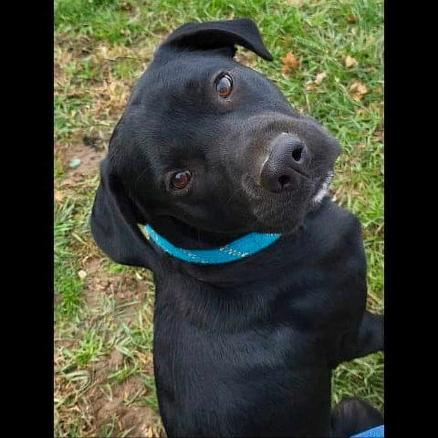 Scoob is registered to the contest to win money with this photo: animal, black_dog, blue_collar, canine, close_up, companion, curious, dog, domestic_animal, friendly, fur, grass, head_tilt, looking_up, mammal, nature, outdoor, pet, playful, portrait