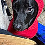 Scoob is registered to the contest to win money with this photo: animal, black_dog, blanket, canine, close_up, companion, couch, cozy, cute, dog, eyes, fur, indoor, knit_hood, nostrils, pet, portrait, red_hood, snout, warm_clothing