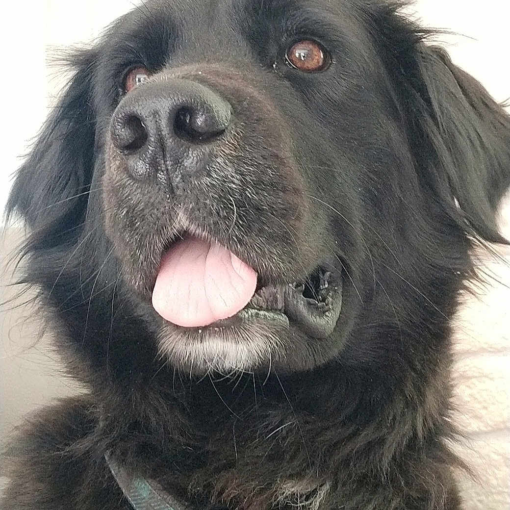 Pepsie participe au concours pour gagner de l'argent avec cette photo : accessories, animal, bodypart, canine, cockerspaniel, collar, dog, hound, labradorretriever, lamp, machine, mouth, newfoundland, person, pet, puppy, silhouette, snout, tongue, wheel