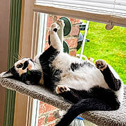 Zelda a rejoint le concours — aidez-le/la à gagner de superbes lots ! cat, black_and_white, window, cat_perch, green_eyes, relaxed, upside_down, indoor, brick_wall, carpeted_perch, paw, tail, curious, sunny, daylight, home, pet, feline, resting, cozy