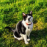 Zelda participe au concours pour gagner de l'argent avec cette photo : cat, black_and_white, collar, grass, outdoor, pet, animal, sunlight, greenery, nature, feline, sitting, curious, ears, whiskers, tail, daylight, closeup, domestic_cat, portrait