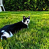 Zelda participe au concours pour gagner de l'argent avec cette photo : cat, black_and_white, grass, outdoor, sunlight, greenery, hedge, chair, animal, pet, nature, daylight, feline, relaxed, backyard, curious, mammal, whiskers, ears, tail