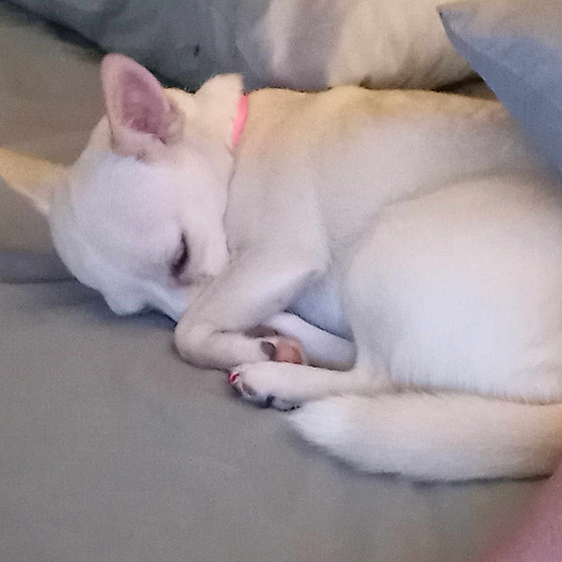 Lil Dog