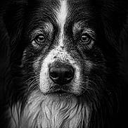 Jackson participe au concours pour gagner de l'argent avec cette photo : adorable, animal, black_and_white, canine, close_up, detailed, dog, expression, eyes, face, fur, headshot, macro, monochrome, nose, outdoor, pet, portrait, wet_fur, whiskers