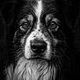 adorable, animal, black_and_white, canine, close_up, detailed, dog, expression, eyes, face, fur, headshot, macro, monochrome, nose, outdoor, pet, portrait, wet_fur, whiskers