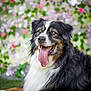 Jackson participe au concours pour gagner de l'argent avec cette photo : animal, black_fur, brown_fur, canine, cute, dog, flower_background, fluffy, friendly, garden, grass, happy, nature, outdoor, pet, portrait, relaxed, summer, tongue_out, white_fur