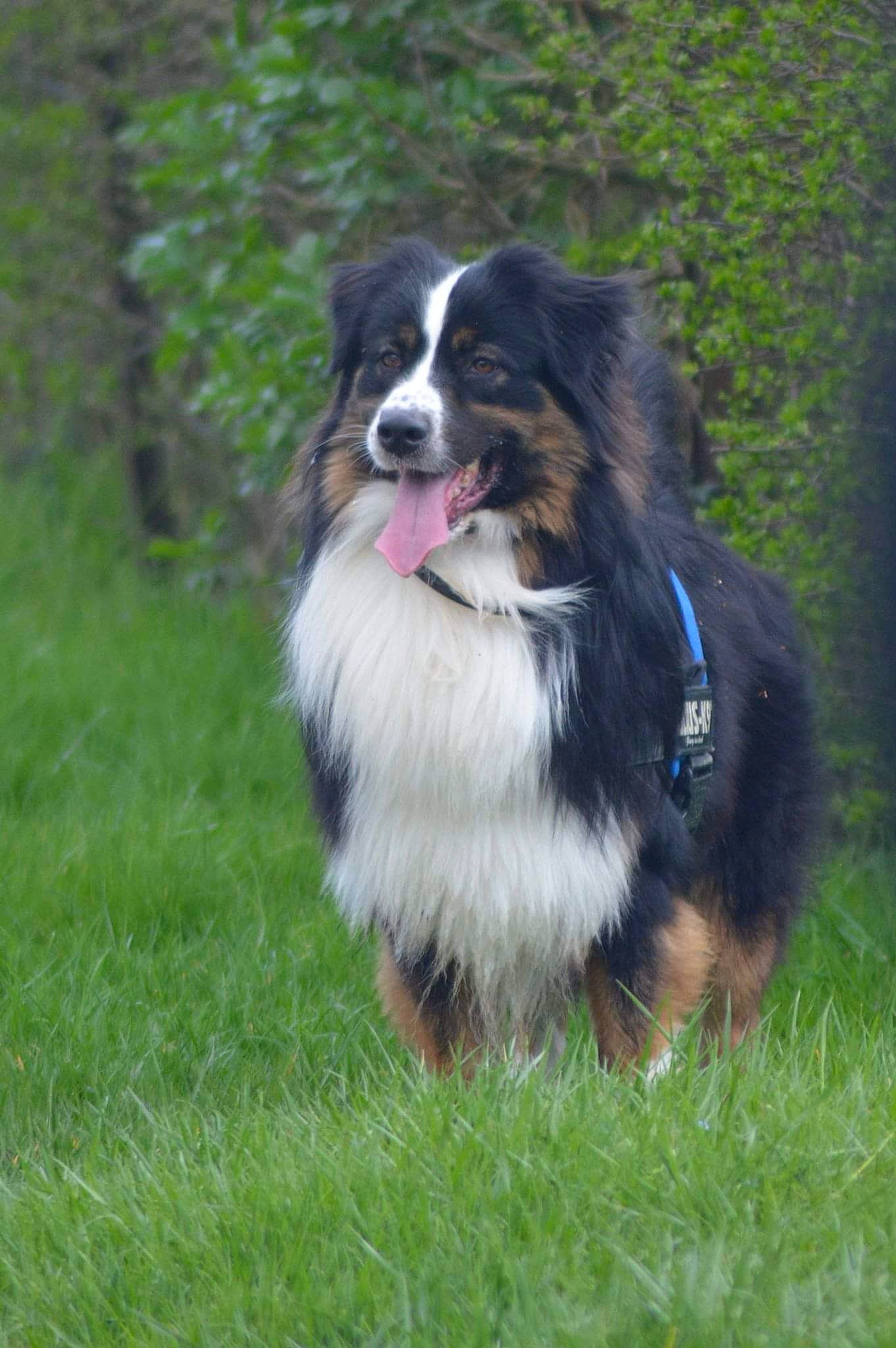 Jackson a rejoint le concours — aidez-le/la à gagner de superbes lots ! bernese_mountain_dog, border_collie, canidae, carnivore, companion_dog, dog, dog_breed, dog_sports, grass, herding_dog, plant, snout, sporting_group, sports, working_dog