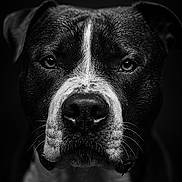Nala participe au concours pour gagner de l'argent avec cette photo : animal, black_and_white, canine, close_up, detail, dog, expression, eyes, focus, fur, headshot, monochrome, muzzle, nose, pet, portrait, studio, texture, whiskers, wildlife