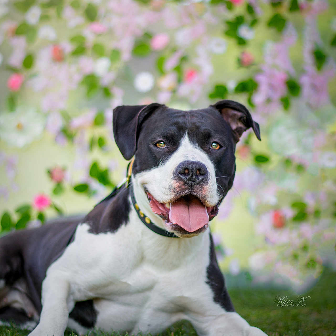 Nala a rejoint le concours — aidez-le/la à gagner de superbes lots ! animal, black_and_white, blurred_background, canine, collar, cute, dog, flower, friendly, grass, greenery, happy, lying_down, nature, outdoor, pet, portrait, spring, sunlight, tongue_out
