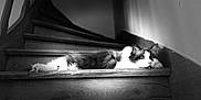 Minou participe au concours pour gagner de l'argent avec cette photo : animal, black_and_white, calm, cat, cozy, feline, home, indoor, light, long_hair, lying_down, monochrome, peaceful, pet, quiet, relaxed, resting, shadow, stairs, wood