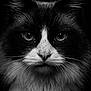 adorable, animal, animal_portrait, black_and_white, cat, close_up, cute, detailed, eyes, face, feline, fur, intense, macro, monochrome, mustache, muzzle, pet, portrait, whiskers