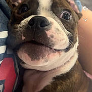 Milo joined the competition — help win amazing prizes! ancient_dog_breeds, canidae, carnivore, collar, companion_dog, dog, dog_breed, dog_collar, fawn, french_bulldog, fur, molosser, non_sporting_group, sporting_group, terrestrial_animal, whiskers, window, working_animal, working_dog, wrinkle