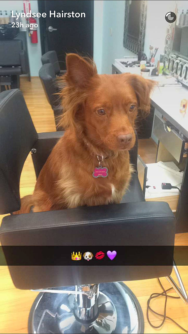 Marlee is registered to the contest to win money with this photo: canidae, caramel_color, carnivore, companion_dog, dog, dog_breed, ear, fawn, liver, sporting_group, toy_dog