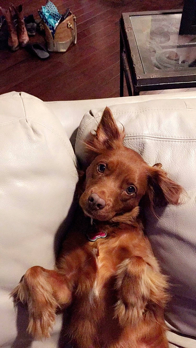 Marlee is registered to the contest to win money with this photo: canidae, caramel_color, carnivore, companion_dog, dog, dog_breed, ear, fawn, fur, irish_setter, liver, mammal, puppy, setter, snout, spaniel, sporting_group