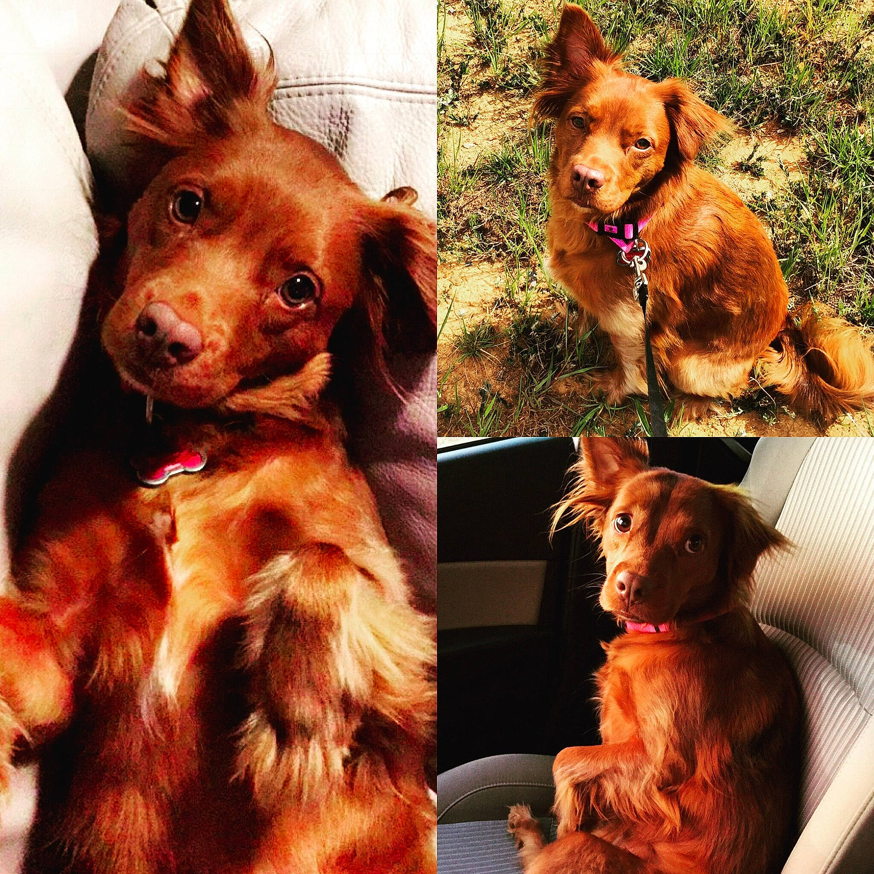 Marlee is registered to the contest to win money with this photo: canidae, carnivore, companion_dog, dog, dog_breed, ear, fur, golden_retriever, irish_setter, liver, nova_scotia_duck_tolling_retriever, puppy, puppy_love, retriever, setter, spaniel, sporting_group