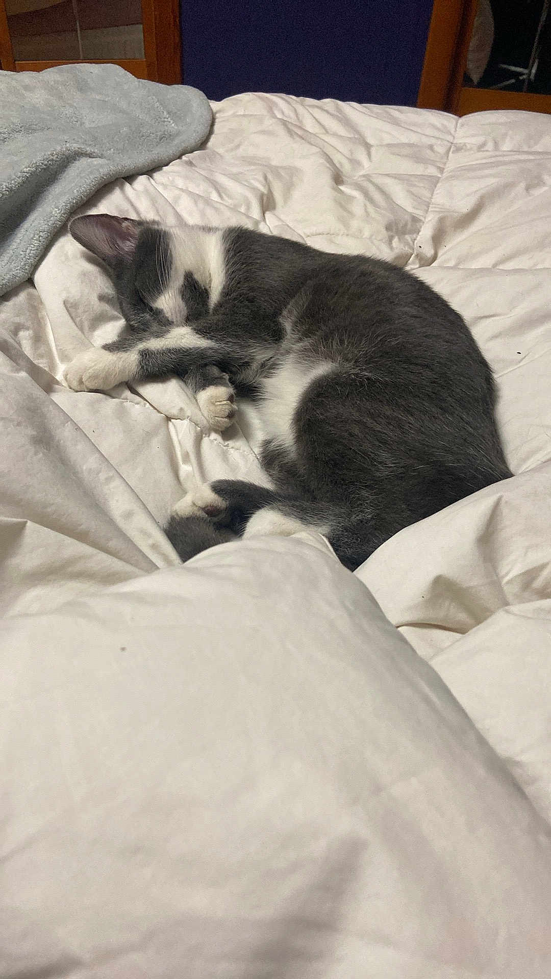 Serenity Rose Palmer is registered to the contest to win money with this photo: animal, bed, blanket, cat, comforter, cozy, cute, domestic, feline, fur, gray, indoor, paw, peaceful, pet, relaxed, resting, sleeping, soft, white