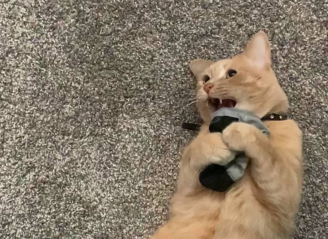 Canelo is registered to the contest to win money with this photo: asphalt, canidae, carnivore, cat, claw, collar, dog_breed, domestic_short_haired_cat, fawn, felidae, fur, paw, road_surface, sand, small_to_medium_sized_cats, snout, tail, terrestrial_animal, whiskers, wildlife