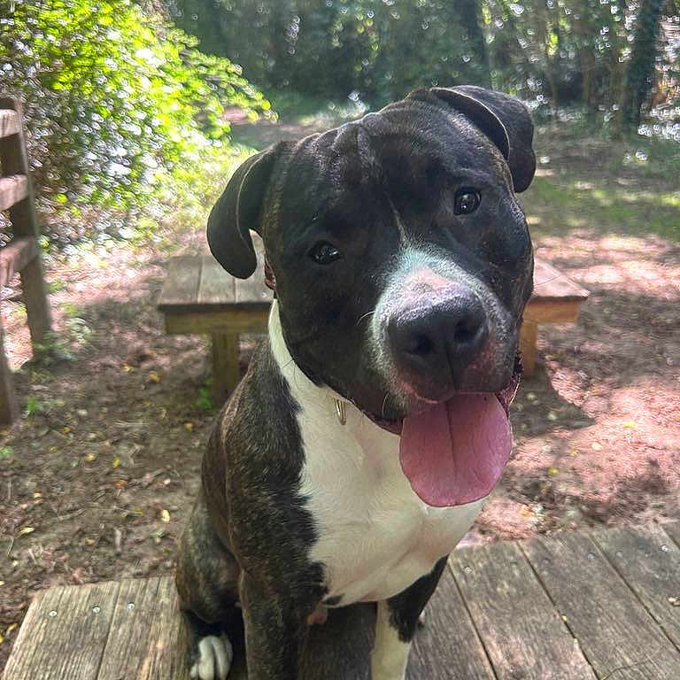 Usko a rejoint le concours — aidez-le/la à gagner de superbes lots ! animal, bench, boxer, bulldog, canine, dog, furniture, grass, grove, land, nature, outdoors, park, pet, plant, puppy, tree, vegetation, wood, woodland