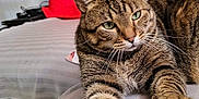 Moustache a rejoint le concours — aidez-le/la à gagner de superbes lots ! cat, tabby, pet, animal, indoor, bed, blanket, pillow, striped, fur, whiskers, relaxed, stretching, closeup, domestic_cat, cute, home, resting, soft, comfort