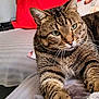cat, tabby, pet, animal, indoor, bed, blanket, pillow, striped, fur, whiskers, relaxed, stretching, closeup, domestic_cat, cute, home, resting, soft, comfort