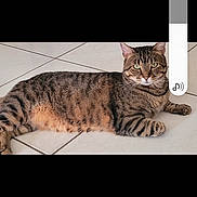 Moustache a rejoint le concours — aidez-le/la à gagner de superbes lots ! cat, tabby, animal, pet, floor, tile, lying_down, looking_at_camera, whiskers, ears, fur, domestic_cat, indoor, relaxed, resting, mammal, cute, calm, portrait, closeup