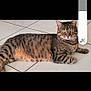cat, tabby, animal, pet, floor, tile, lying_down, looking_at_camera, whiskers, ears, fur, domestic_cat, indoor, relaxed, resting, mammal, cute, calm, portrait, closeup