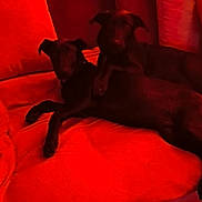 Elvis participe au concours pour gagner de l'argent avec cette photo : animal, cable, canine, companion, couch, cozy, dog, domestic, furniture, home, indoor, pet, pillow, red_light, relaxed, resting, sofa, tile_floor, two_dogs, wall