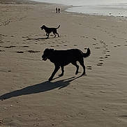 Tao participe au concours pour gagner de l'argent avec cette photo : animal, beach, cloud, coast, daylight, dog, footprint, horizon, landscape, leisure, nature, outdoor, person, sand, shadow, shoreline, silhouette, sky, vacation, walking
