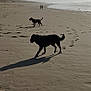 animal, beach, cloud, coast, daylight, dog, footprint, horizon, landscape, leisure, nature, outdoor, person, sand, shadow, shoreline, silhouette, sky, vacation, walking