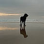 animal, beach, black_dog, calm, canine, cloudy_sky, coast, dog, evening, nature, ocean, outdoor, pet, reflection, sand, silhouette, sky, standing, sunset, water