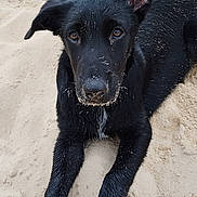 Tao participe au concours pour gagner de l'argent avec cette photo : animal, background, beach, black_dog, canine, close_up, curious, dog, ear, lying_down, nature, outdoor, paw, pet, playful, sand, snout, two_dogs, wet_fur, young_dog