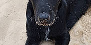 Tao participe au concours pour gagner de l'argent avec cette photo : animal, background, beach, black_dog, canine, close_up, curious, dog, ear, lying_down, nature, outdoor, paw, pet, playful, sand, snout, two_dogs, wet_fur, young_dog