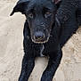 animal, background, beach, black_dog, canine, close_up, curious, dog, ear, lying_down, nature, outdoor, paw, pet, playful, sand, snout, two_dogs, wet_fur, young_dog