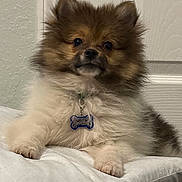 Coco is registered to the contest to win money with this photo: dog, puppy, pomeranian, fluffy, pet, cushion, indoor, collar, tag, white, brown, fur, cute, small, animal, face, ears, paw, resting, looking