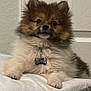 dog, puppy, pomeranian, fluffy, pet, cushion, indoor, collar, tag, white, brown, fur, cute, small, animal, face, ears, paw, resting, looking